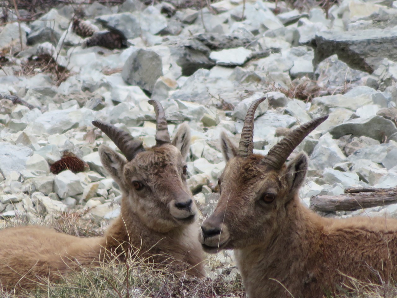 Camping Municipal La Buidonnière