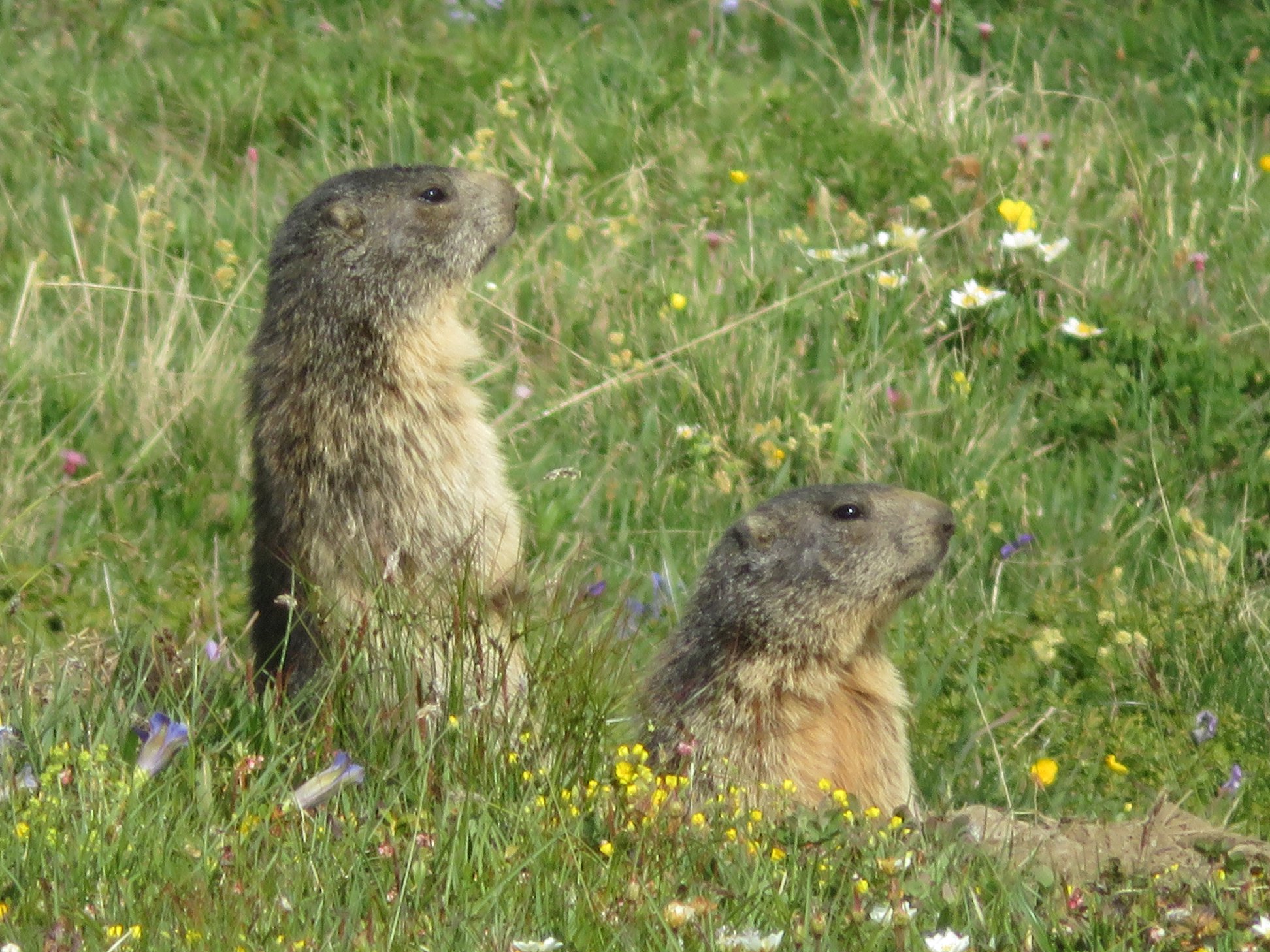 Camping Municipal La Buidonnière