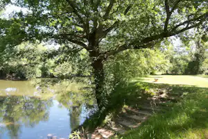 Großer Baum am Ufer eines kleinen Sees, grünes Gras und schmaler Pfad entlang des Wassers.