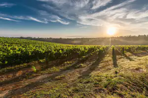 Camping du Lion d'Angers Aquadis Loisirs - Weinberge in der Umgebung des Campingplatzes