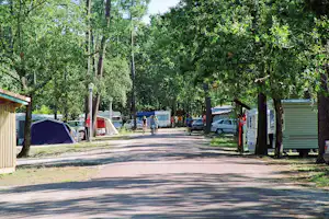 Campingplatz-Allee mit hohen Bäumen, Wohnwagen und Autos am Straßenrand, daneben Zelte und ein Weg.