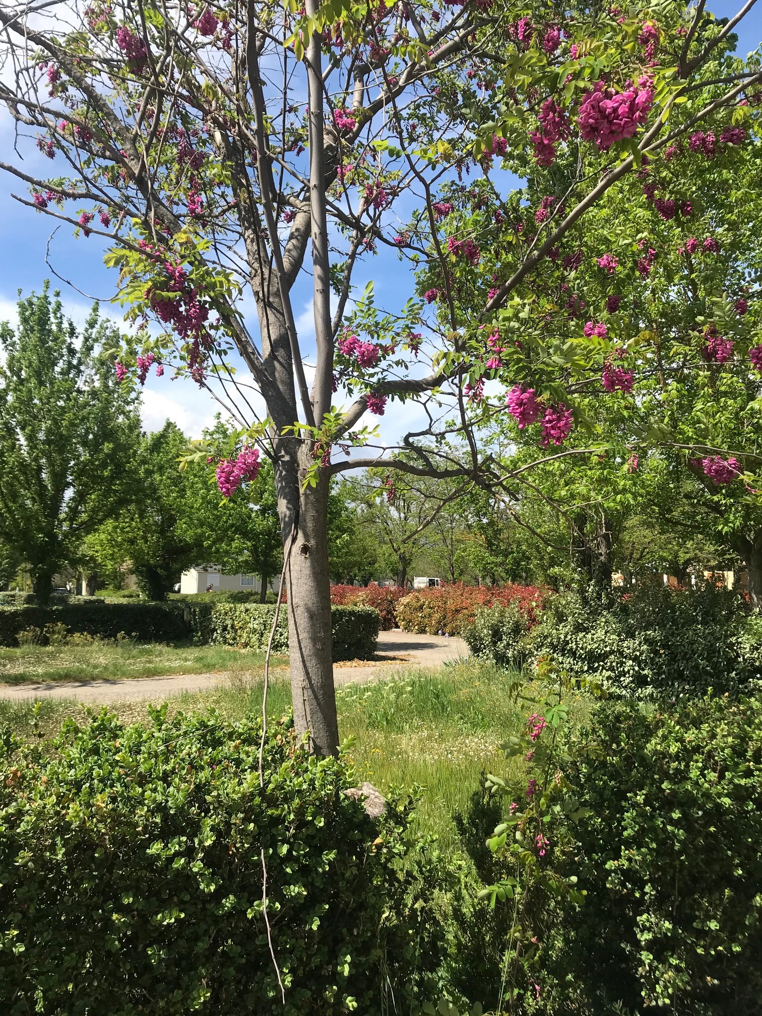 Camping Paradis Les rives de l'hérault