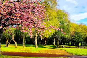 Blühender Baum mit rosa Blüten in einem grünen Campinggelände, daneben Rasenflächen und ein Weg am Rand.