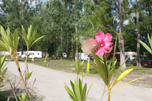 Camping Napoleon Camping l'Or Bleu - Campingplatz inmitten der Natur