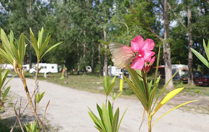 Camping l'Or Bleu