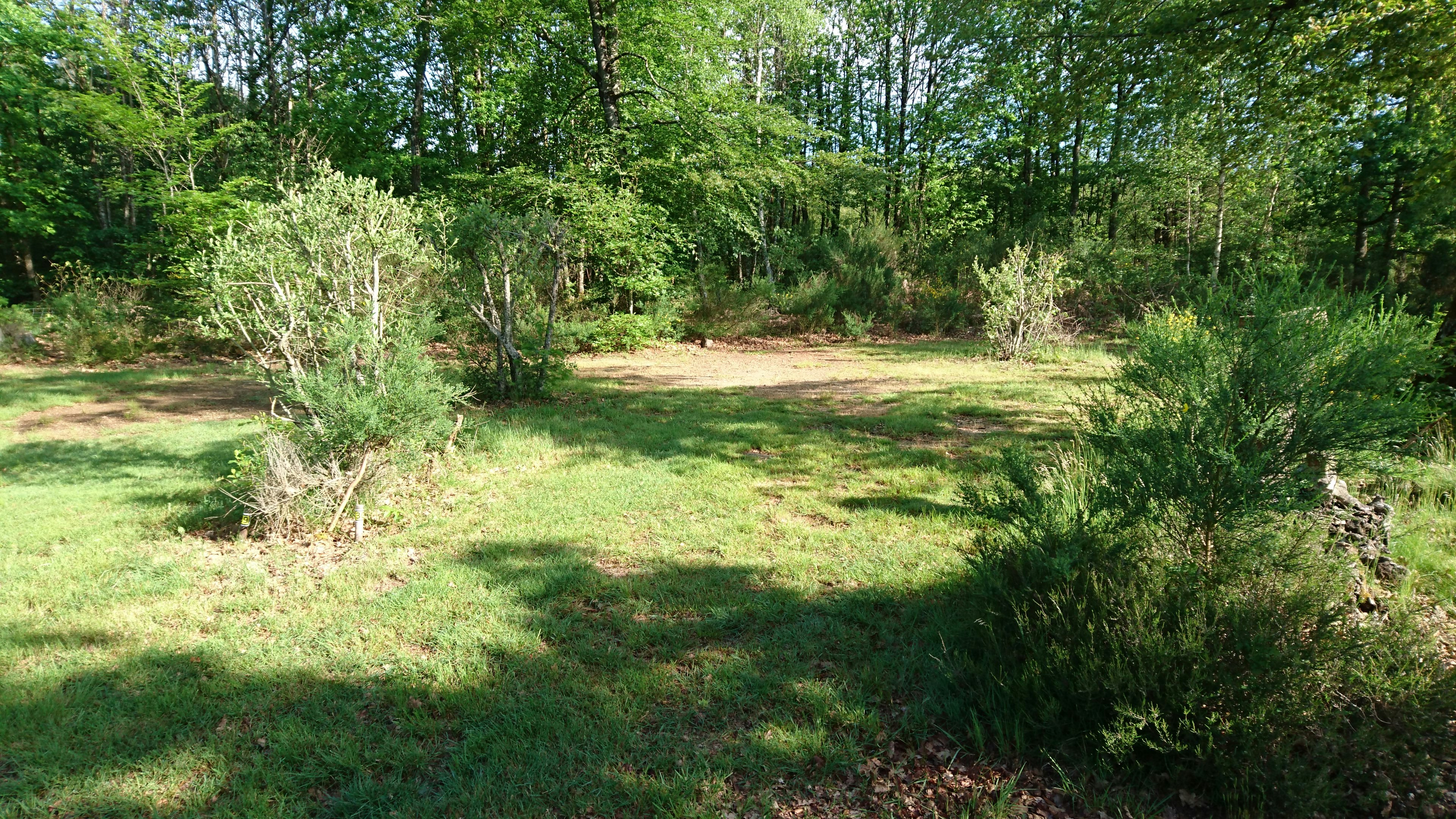Grüner Campingplatz mit Wiese und Büschen, umgeben von dichtem Wald und Bäumen.