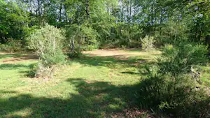 Grüner Campingplatz mit Wiese und Büschen, umgeben von dichtem Wald und Bäumen.