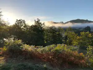 Blick auf Wald und Hügel mit Morgennebel, umgeben von Büschen und Bäumen im Camping-Umfeld.