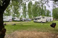 Camping Oaza - Wohnmobil- und  Wohnwagenstellplätze  im Schatten der Bäume auf dem Campingplatz