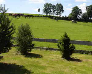 Kühe auf einer grünen Weide, umgeben von Bäumen und Hecken, mit Zaun entlang des Hangs.