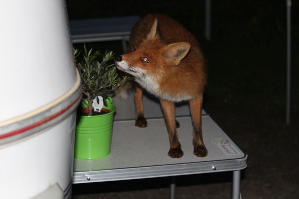 Camping Okertalsperre