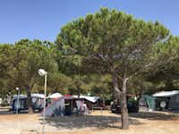 Camping Onda Azzurra -  Stellplätze im Schatten der Bäume auf dem Campingplatz