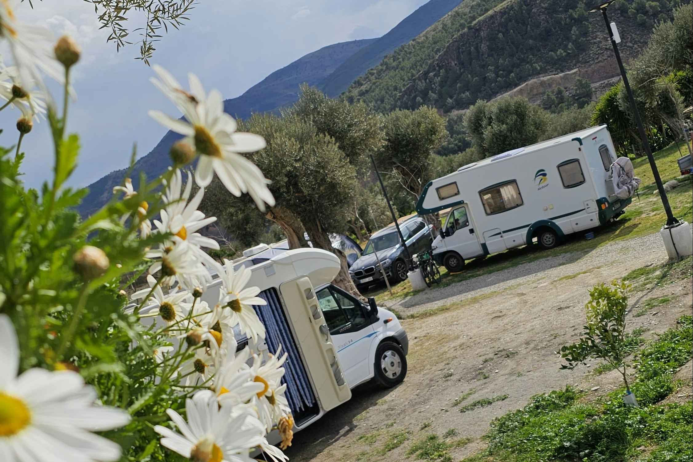 Weiße Margeriten im Vordergrund, daneben Wohnwagen und Autos auf einem Campingplatz am Hang mit Bergen im Hintergrund.