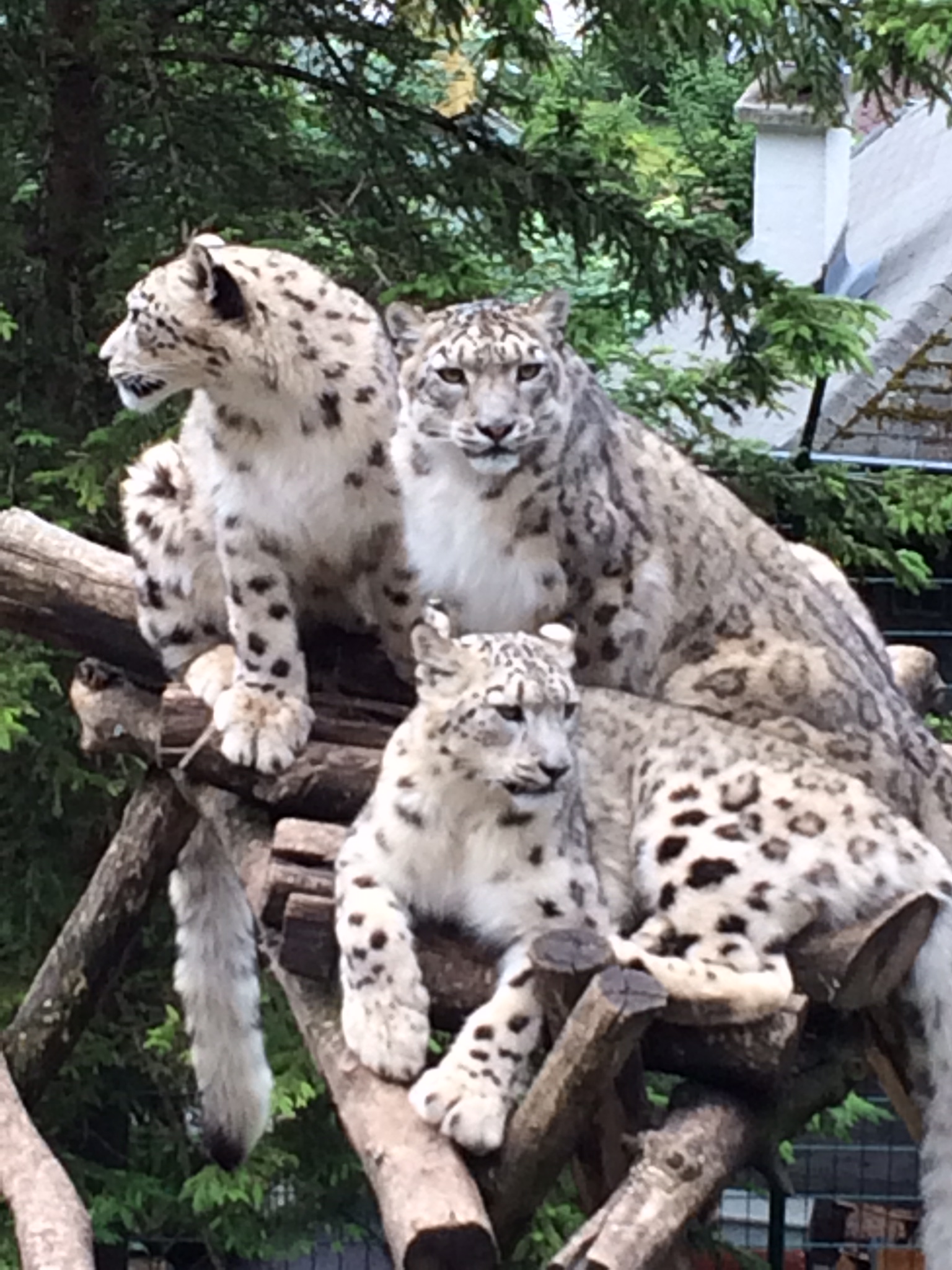 Camping Paradise Garden