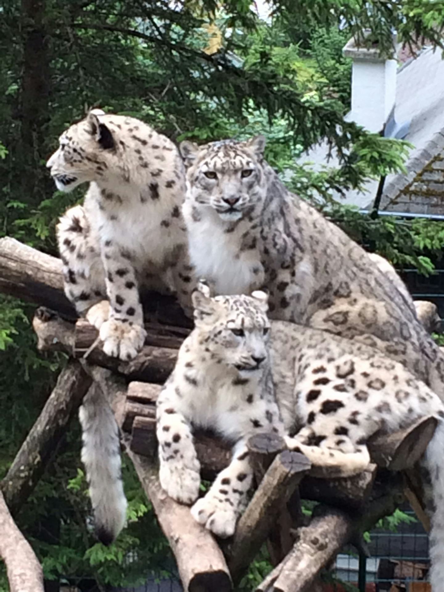 Camping Paradise Garden