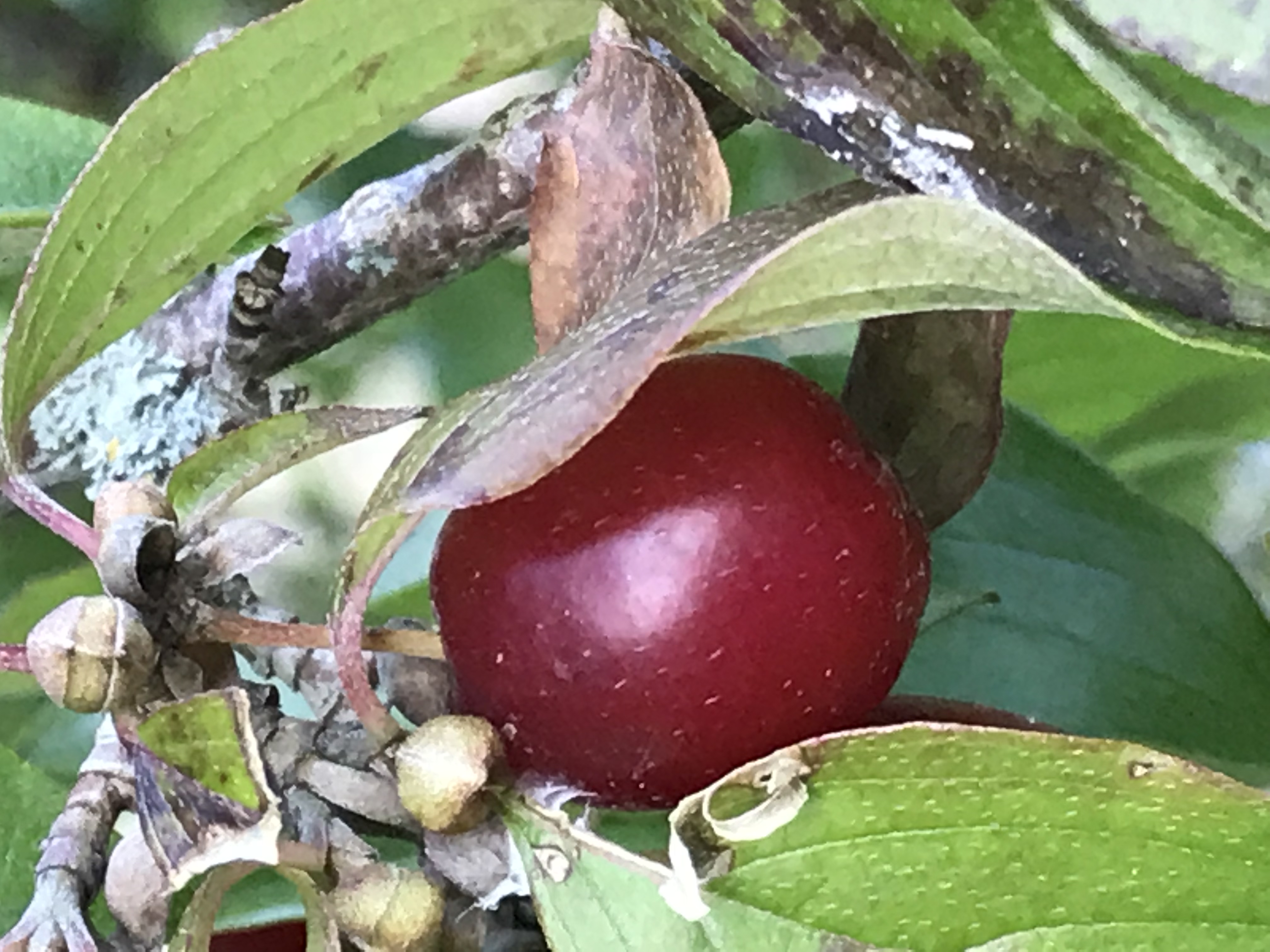 Camping Paradise Garden