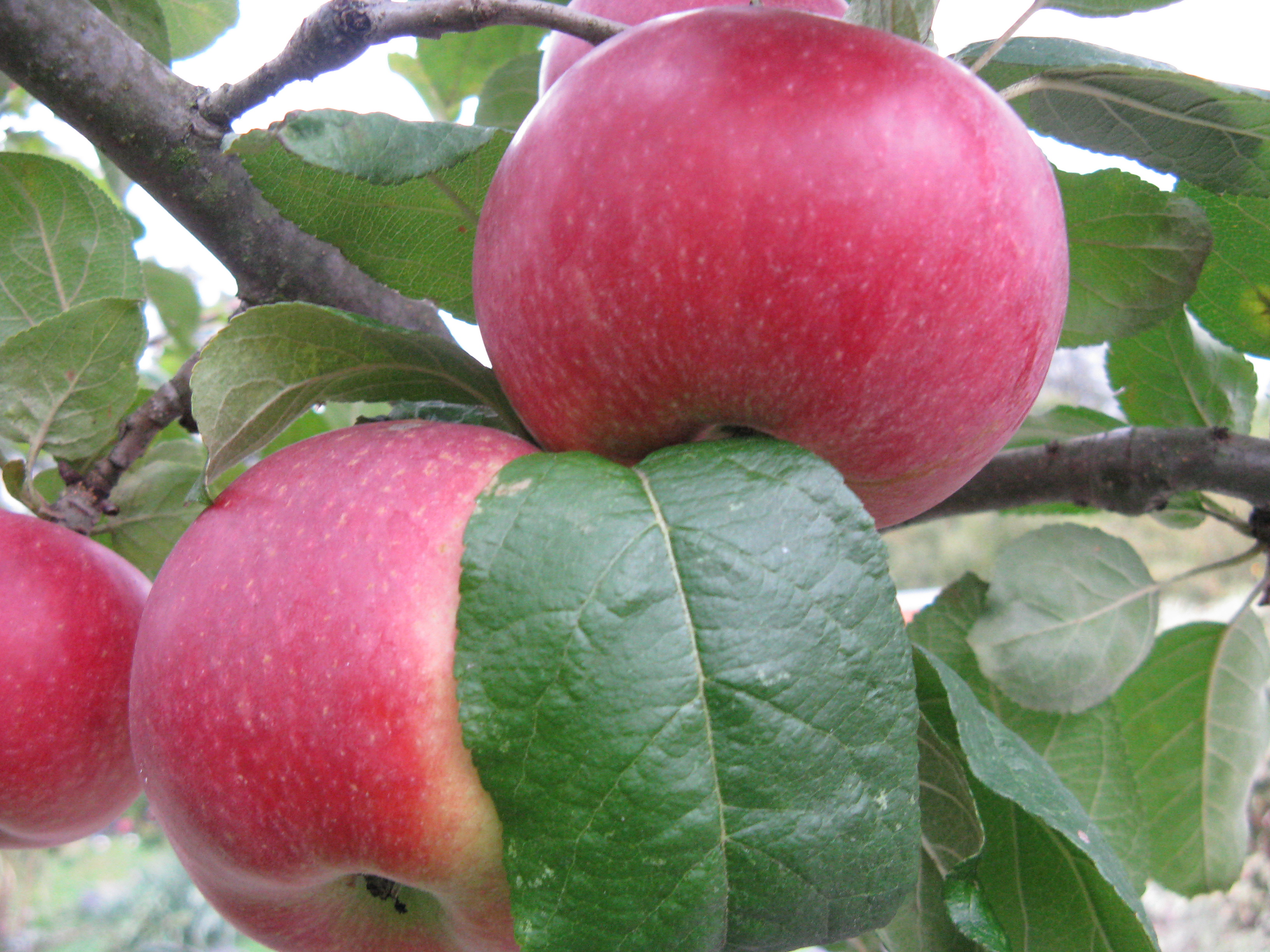 Camping Paradise Garden