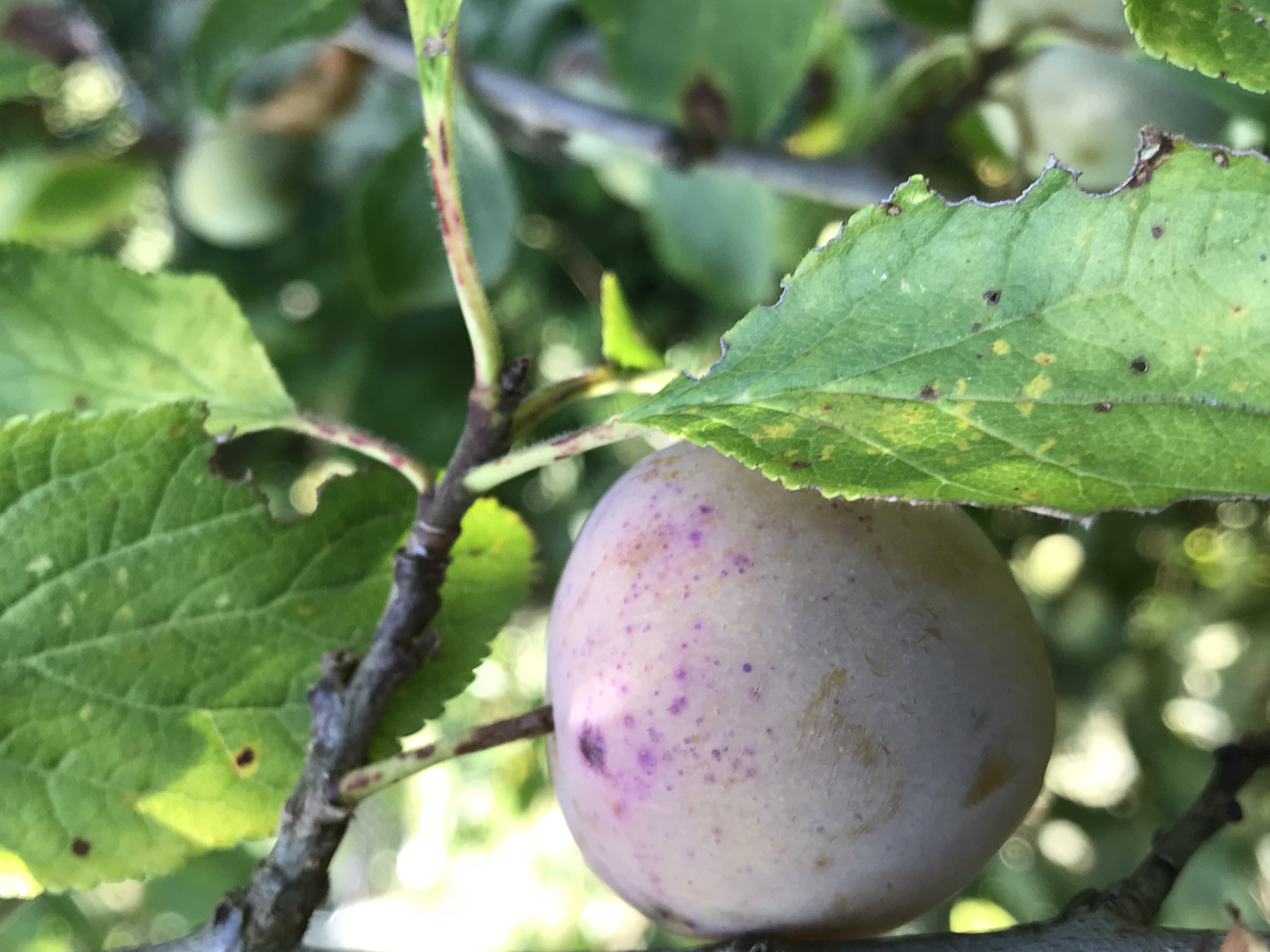 Camping Paradise Garden