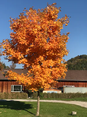 Camping Paradise Garden