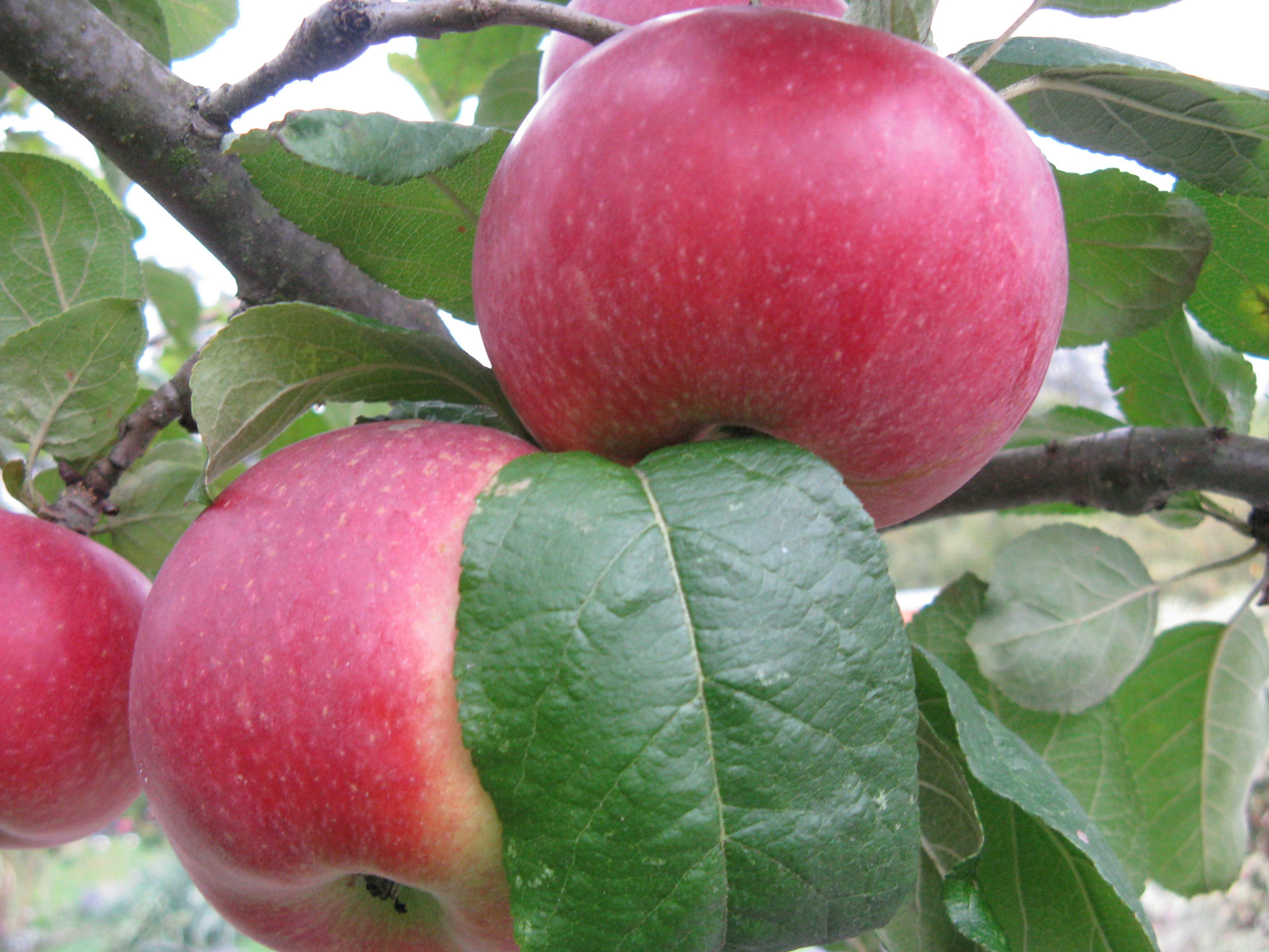 Camping Paradise Garden