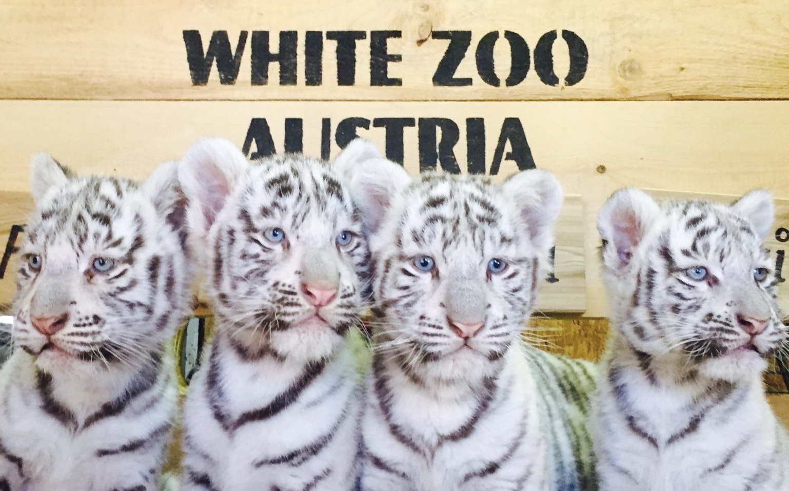 Camping Paradise Garden