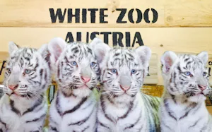 Camping Paradise Garden