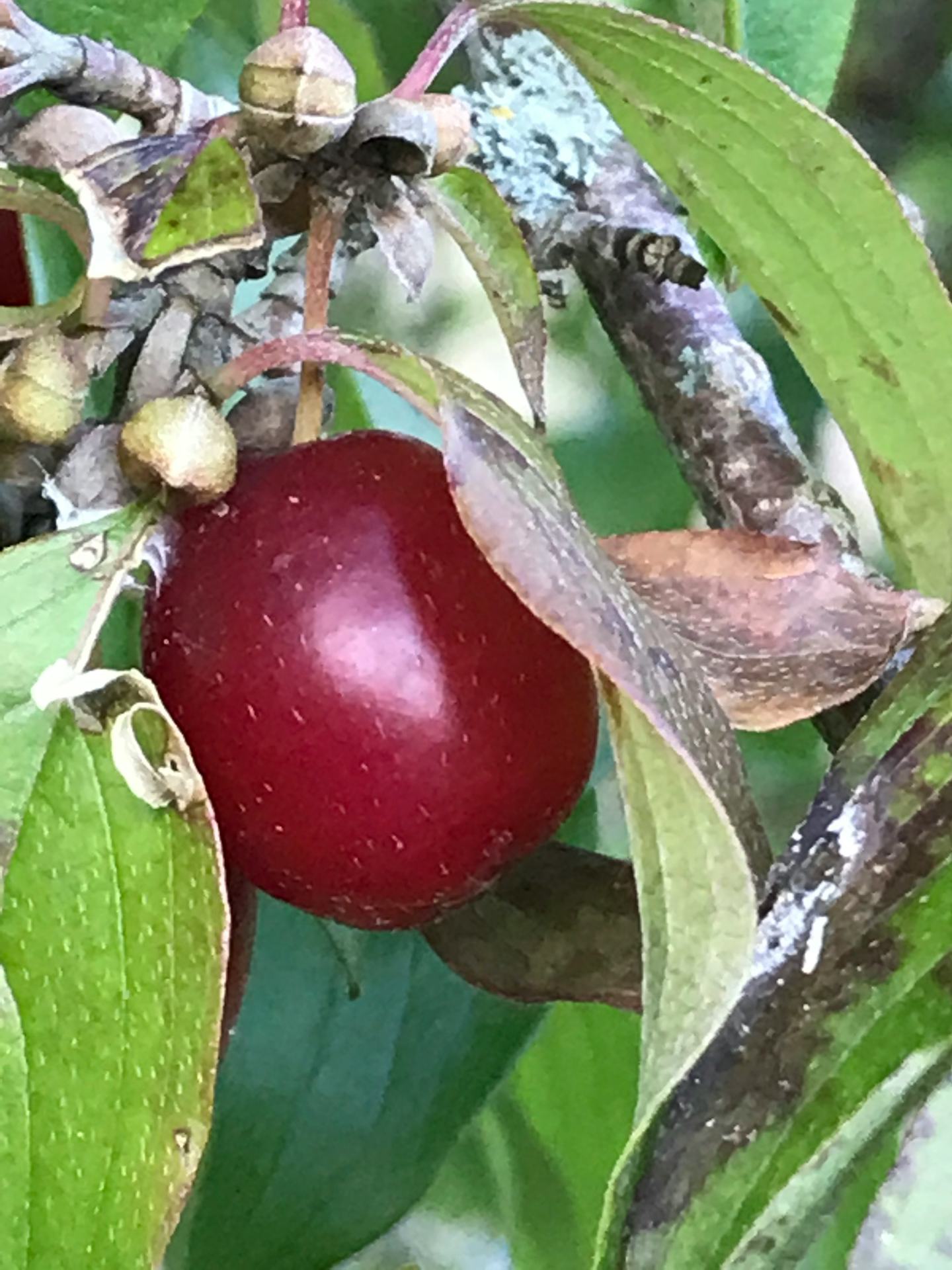 Camping Paradise Garden