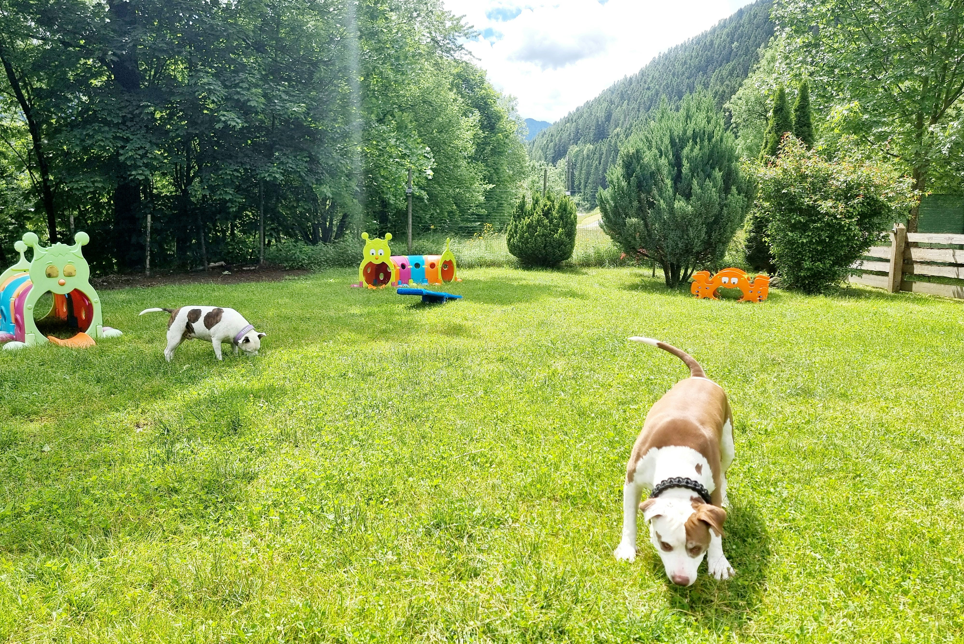 Camping Parco Adamello - Hunde auf dem Campingplatz