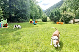 Camping Parco Adamello - Hunde auf dem Campingplatz