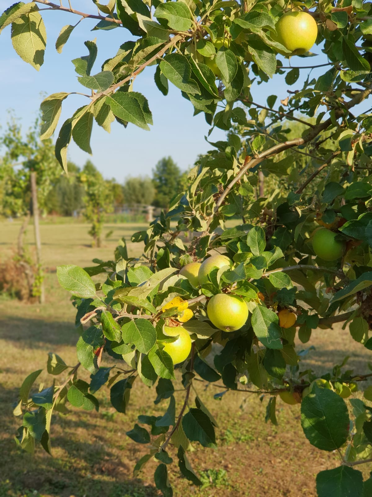 Camping Het Gelders Eiland
