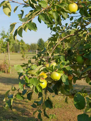 Camping en Camperpark Het Gelders Eiland