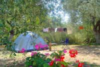 Camping Pefkari -  Zeltstellplätze im Grünen auf dem Campingplatz