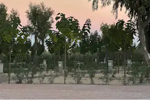 Camping Peñiscola - Standplätze auf dem Campingplatz