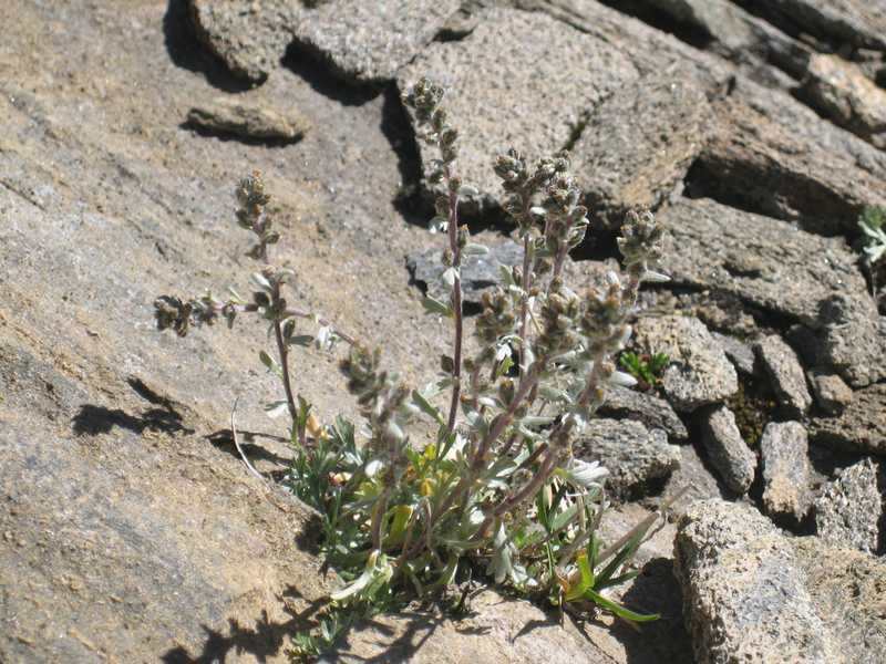 Camping Pierra-Menta