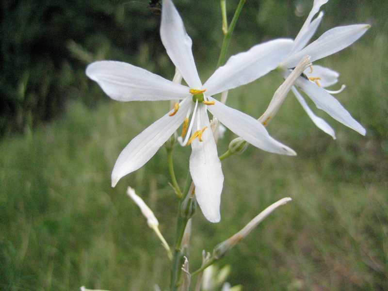 Camping Pierra-Menta