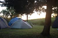 Camping Pineta - Zelte auf Stellplatzwiese zwischen Bäumen