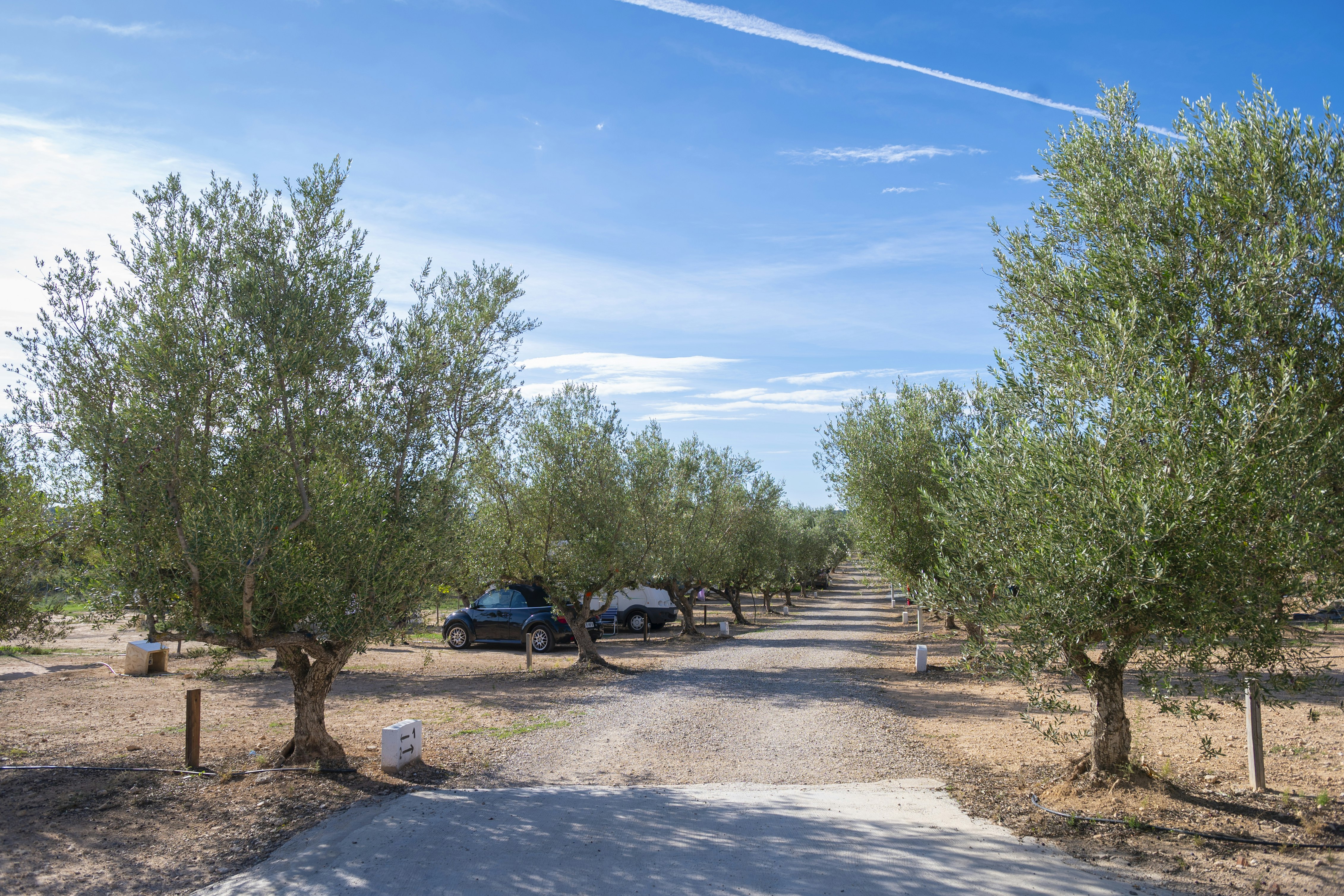 Camping Playamonte - Standplätze zwischen den Bäumen auf dem Campingplatz