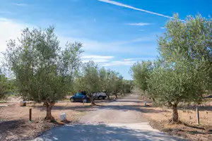 Camping Playamonte - Standplätze zwischen den Bäumen auf dem Campingplatz