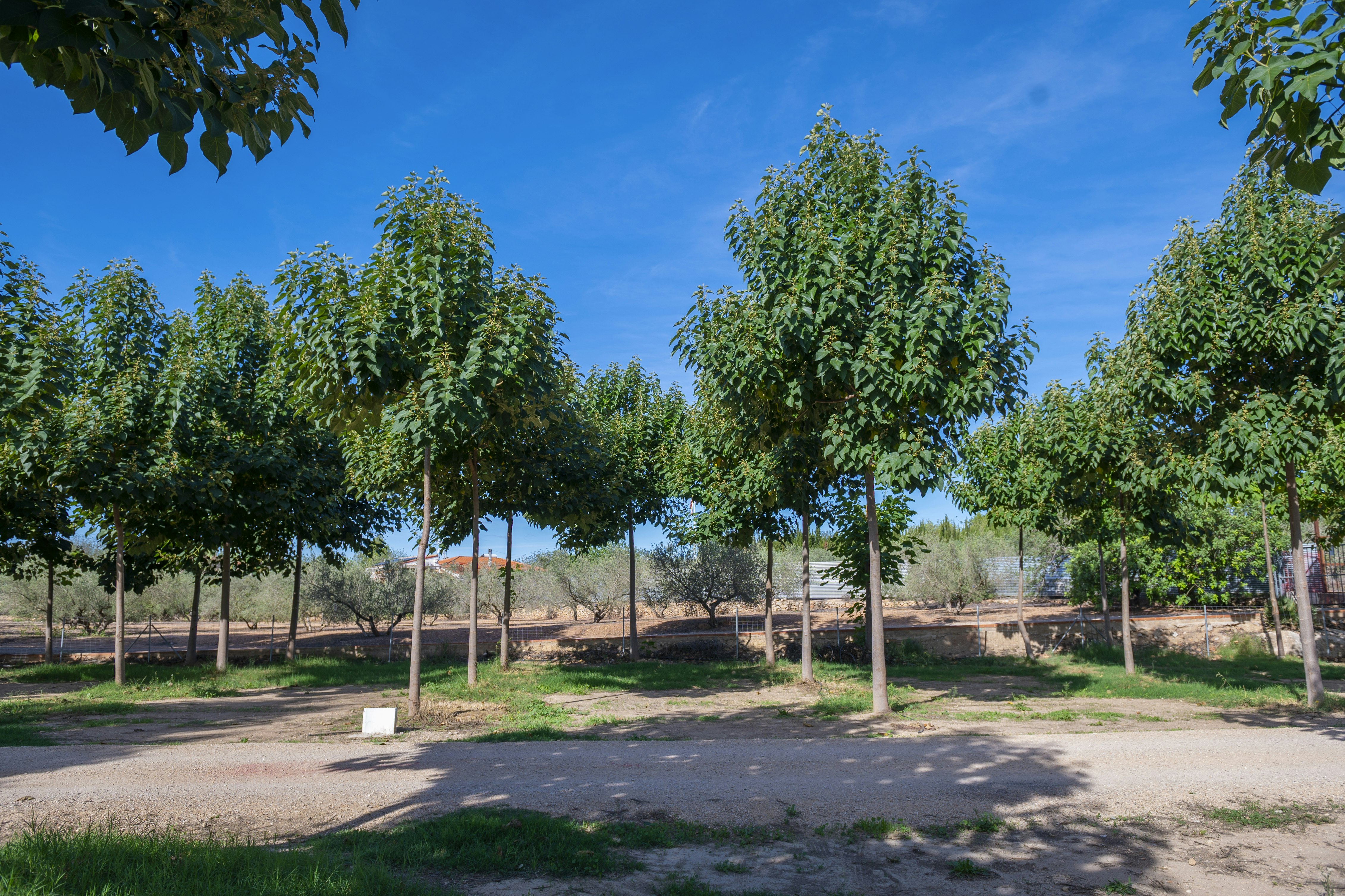 Camping Playamonte - Standplätze zwischen den Bäumen auf dem Campingplatz
