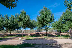 Camping Playamonte - Standplätze zwischen den Bäumen auf dem Campingplatz