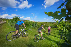 Radfahrer auf dem Campingplatz im Weinberg, grüner Rasenweg zwischen Reben und Hügeln im Hintergrund.