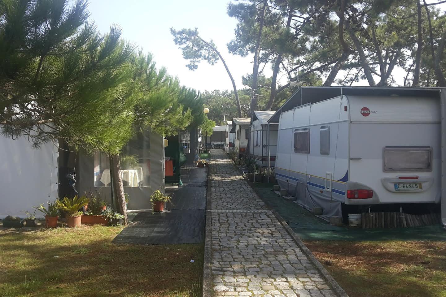 Camping Praia da Barra  -  Stellplatz vom Campingplatz zwischen Bäumen