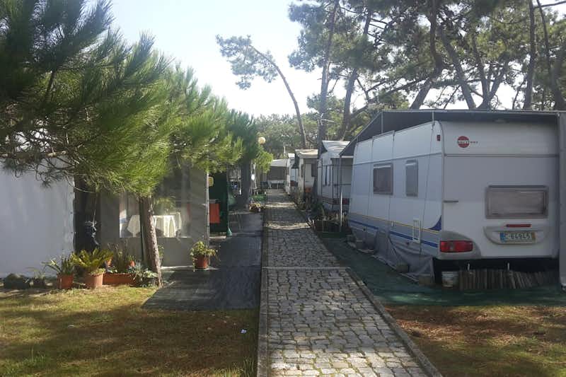 Camping Praia da Barra  -  Stellplatz vom Campingplatz zwischen Bäumen