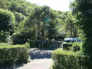 Zelte und ein Wohnwagen auf einem Campingplatzweg im Grünen, umgeben von Bäumen und Hecken.