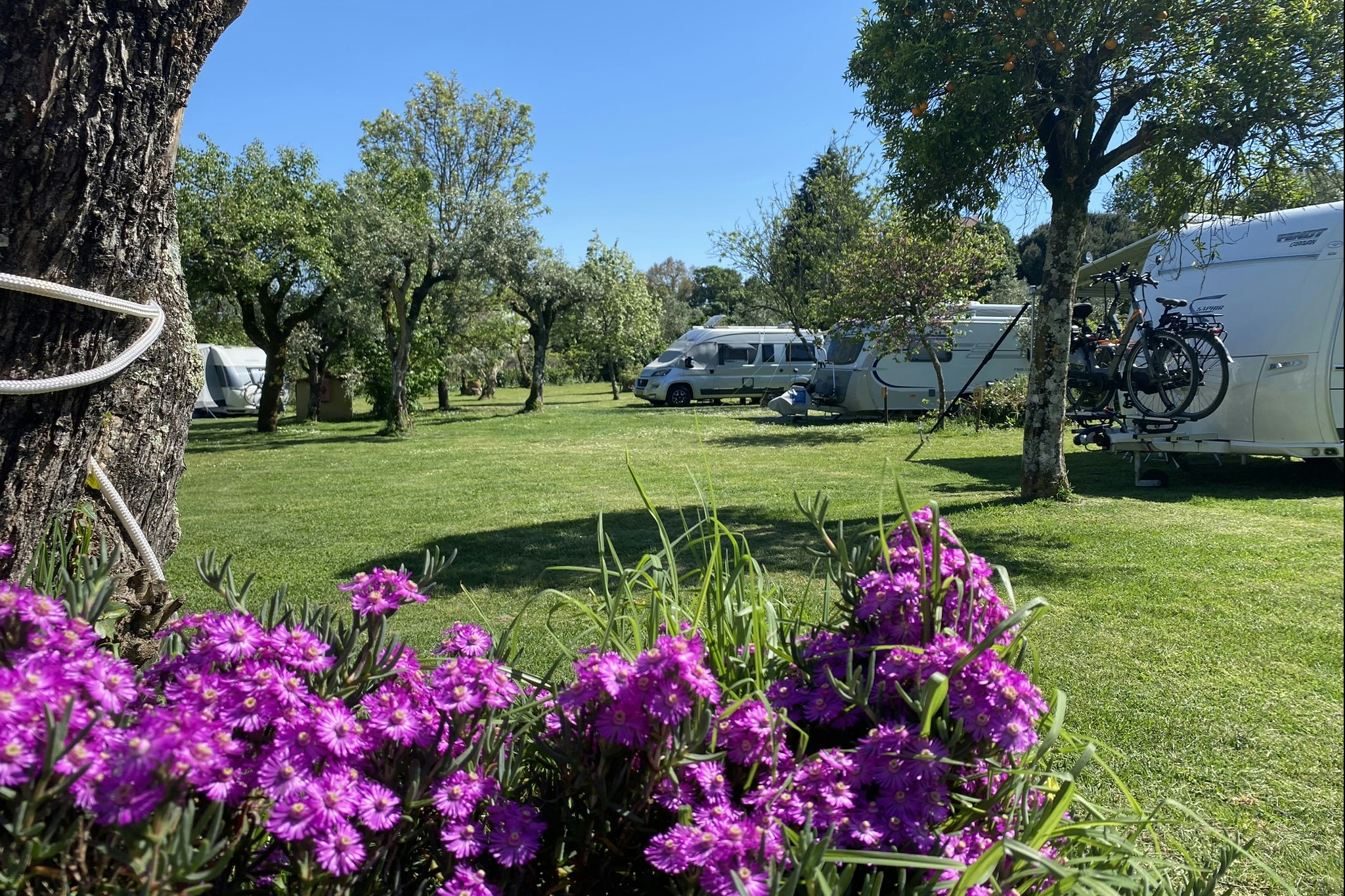 Camping Quinta da Cerejeira - Standplätze auf dem Campingplatz