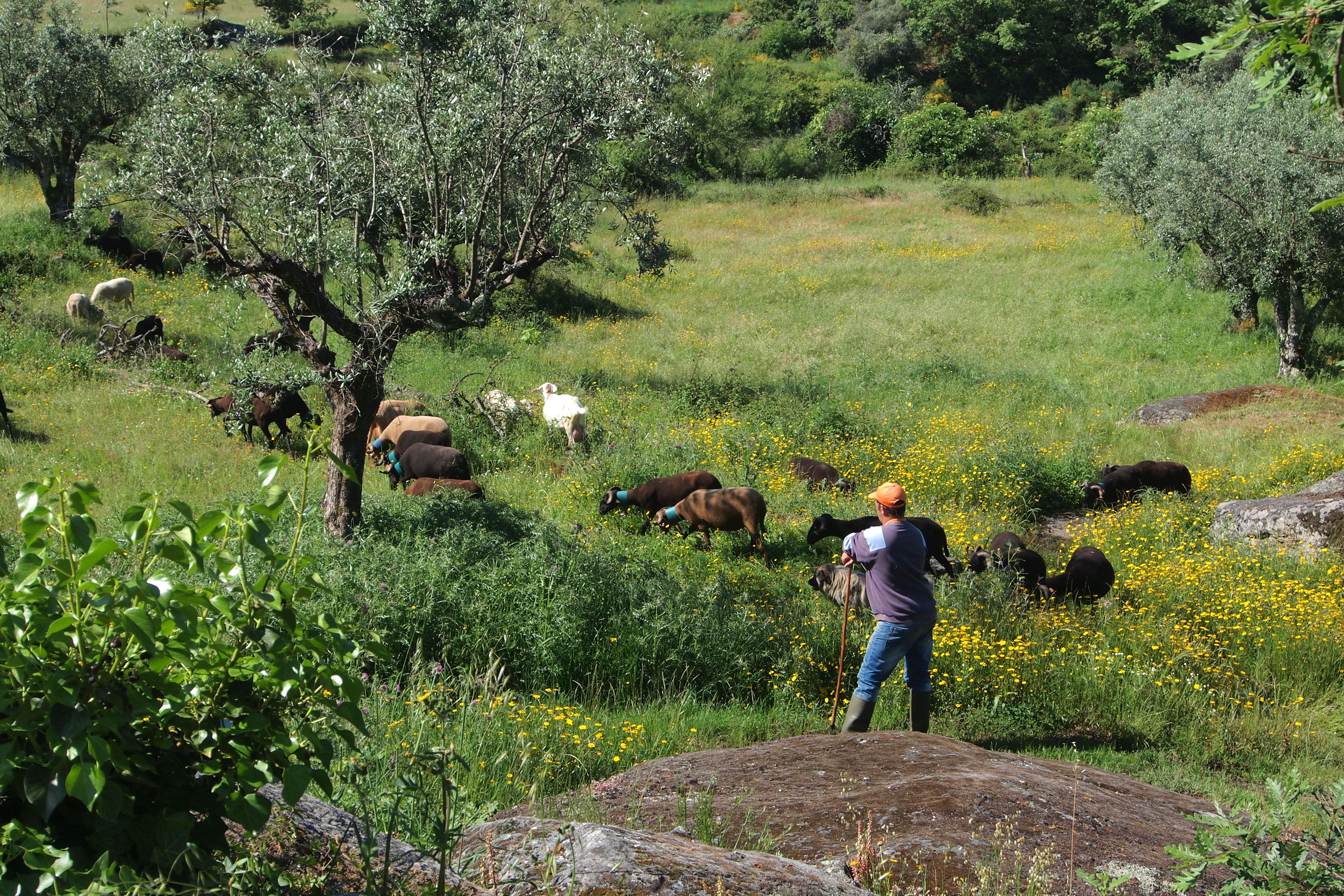Camping Quinta do Tapadinho