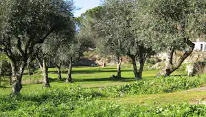 Olivenhain mit grüner Wiese und Wegen im Campingbereich, umgeben von Bäumen und einem Rasenstreifen.