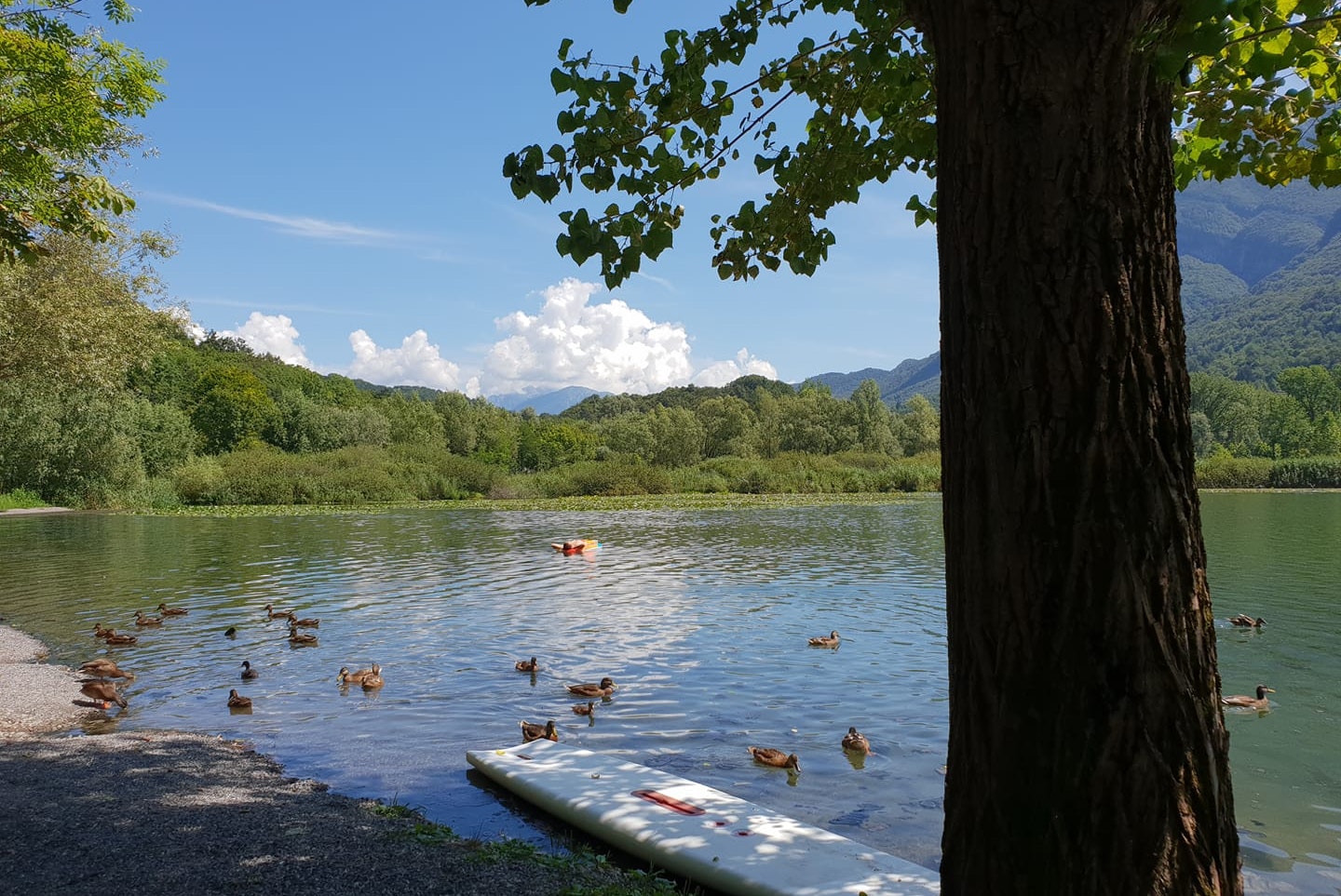 Seeufer mit Enten im Wasser, Bootssteg und großer Baum am Rand, im Hintergrund grüne Hügel und Berge.