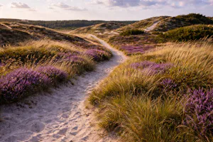Camping Rødhus Klit - Blick auf den Weg zum Strand