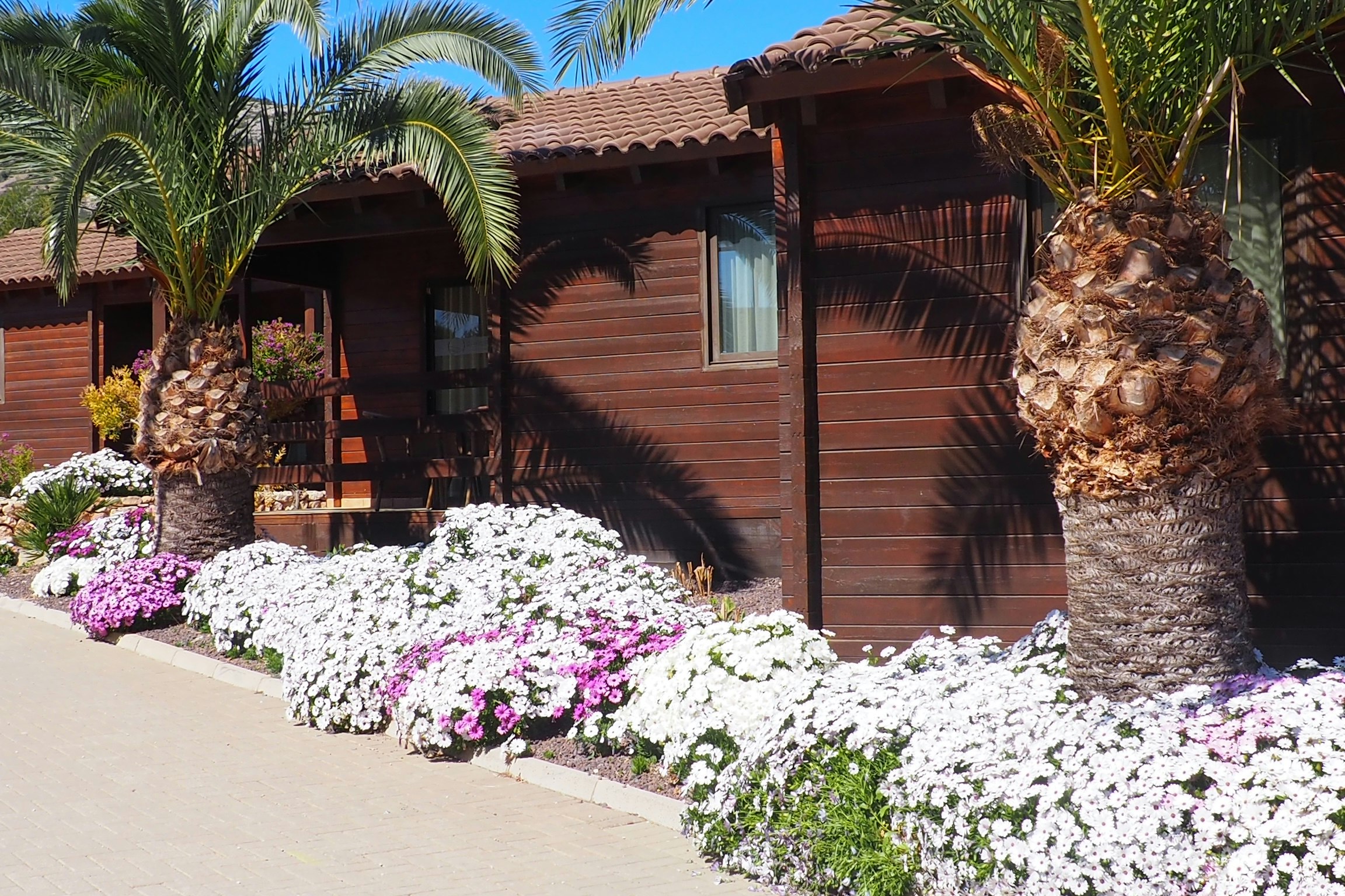 Camping Ribamar -  Mietunterkunft mit Palmen und Blumenbeet